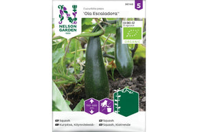 Klatrende økologisk squashplante med lange grønne frukter i vekst
