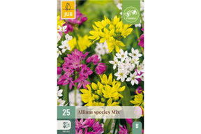 Småblomstret prydløk i fargemiks med tette blomsterkuler