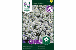 Lav bunndekkerplante med hvite blomster i tett teppe