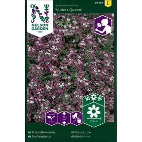 Smådodre ‘Violett Queen’ med fiolette blomster