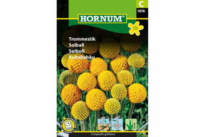 Solballfrø for dyrking av runde, dekorative blomster