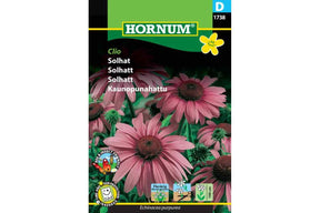 Lyserosa solhatt med tett blomsterform i full blomstring