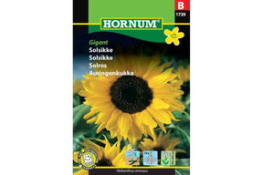 Høye solsikker med enorme blomster som ruver i hagen
