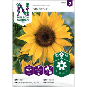 Kjempe solsikke med stor gul blomst