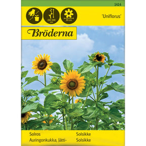 Kjempe solsikke med stor gul blomst