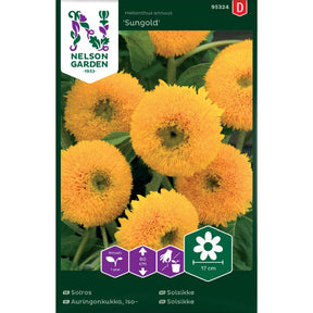 Solsikke Sungold med fylte gullgule blomster i blomsterbed