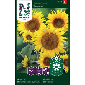 Solsikke Sunspot med lave planter og store solgule blomster i blomsterbed