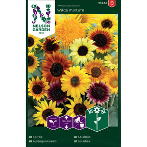 Solsikke Wild Mixture med blomster i gult, rødt og bronse i blomsterbed