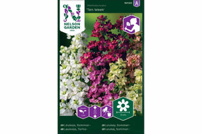Fargerike sommerlevkøyer i tett blomstring egnet for bed og buketter