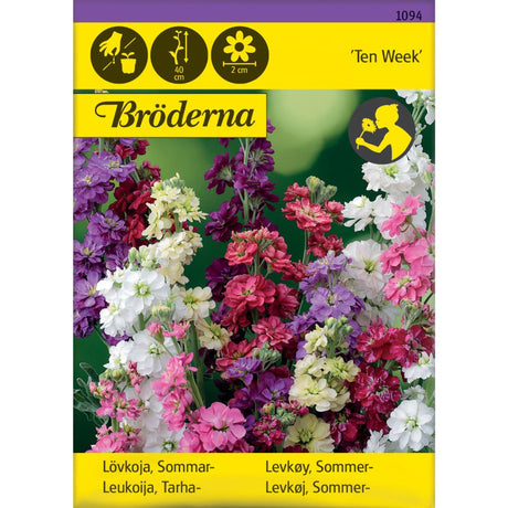 Sommerlevkøy ‘Ten Week’ i blandede farger