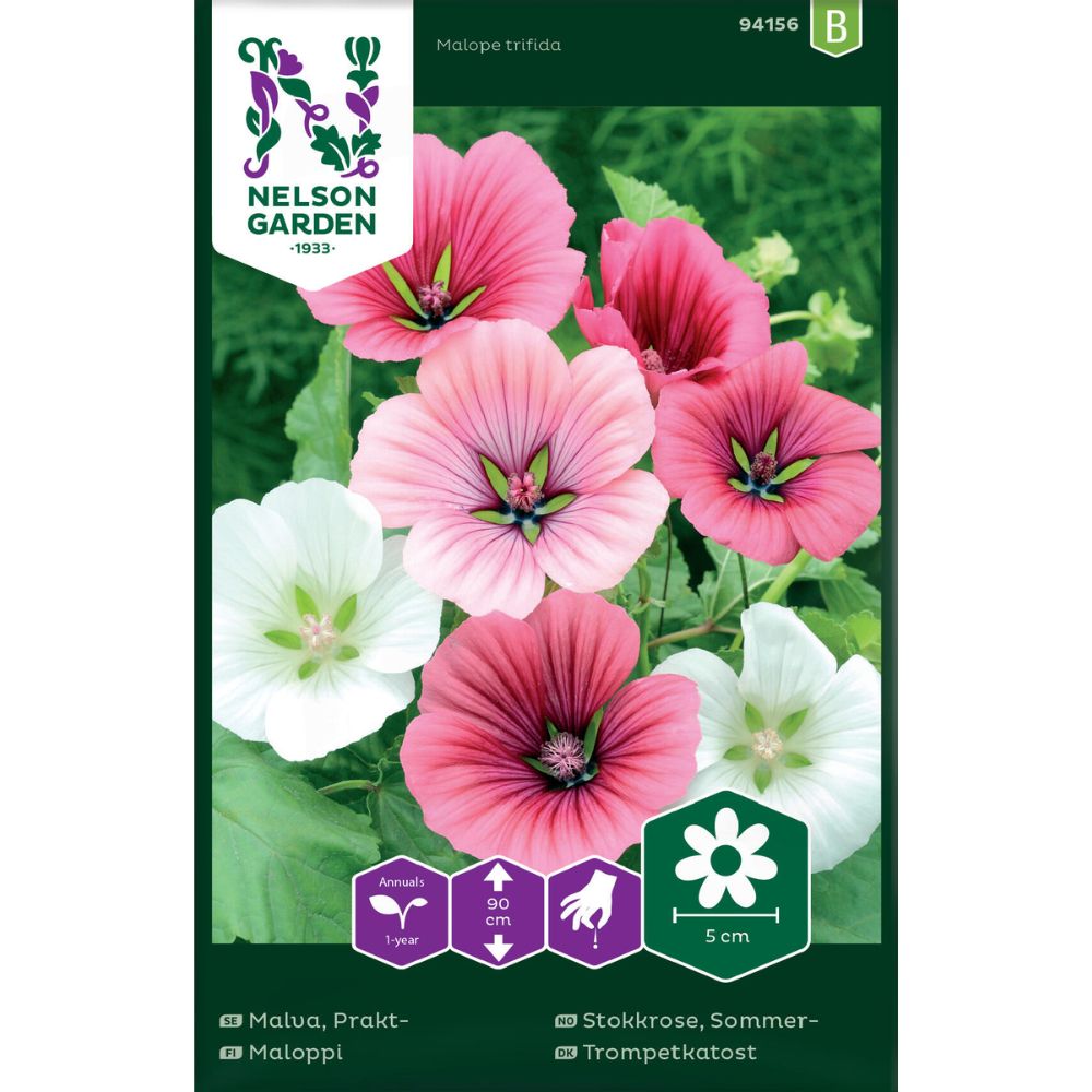 Sommerstokkrose med store rosa og hvite blomster