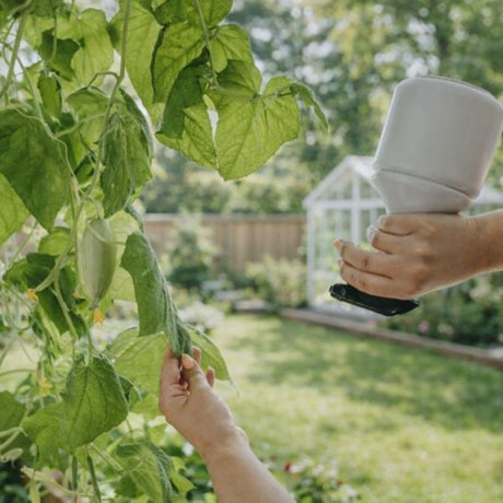 Vanning av spirer med sprayflaske i gjenvunnet plast