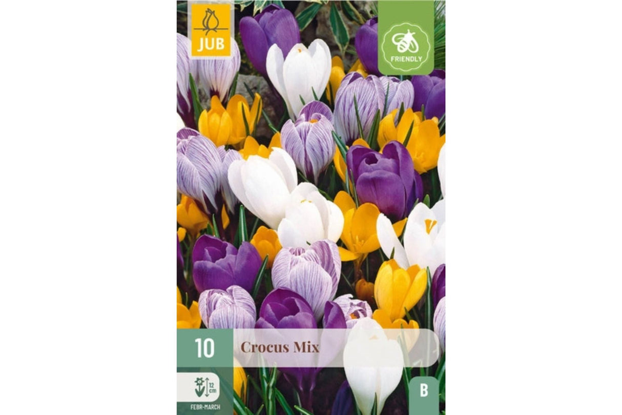 Storblomstrende krokus – Fargemiks for tidlig vårglede (10 blomsterløk)
