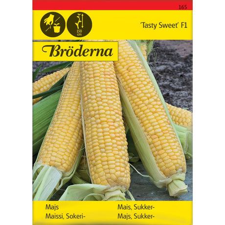 Gyllengule maiskolber fra sukkermais Tasty Sweet F1 i hagen