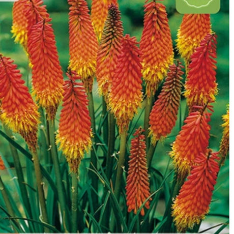 Fakkellilje Alcazar med flammende røde og oransje blomster