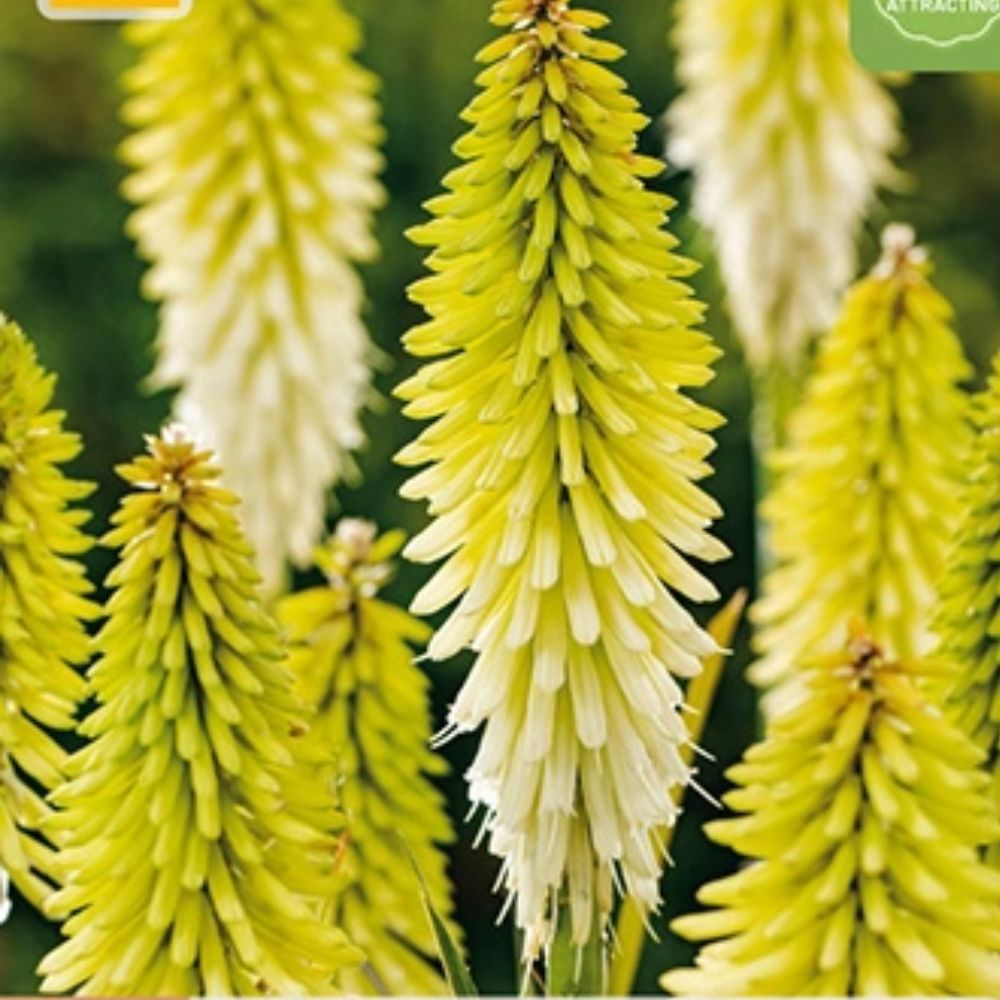 Barrot fakkellilje klar for planting i solrikt bed