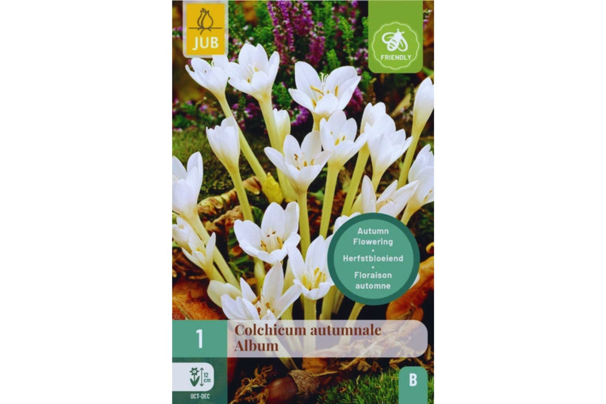Tidløs (Colchicum autumnale) – Høstblomstrende krokuslignende blomst (1 blomsterløk)