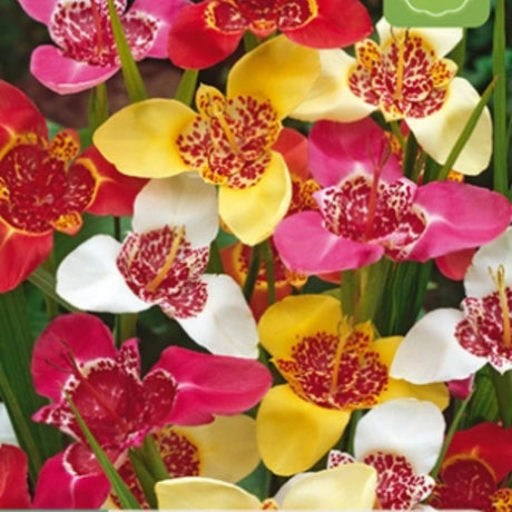 Tigerblomst i fargemiks med røde, rosa, gule og hvite blomster i bed.