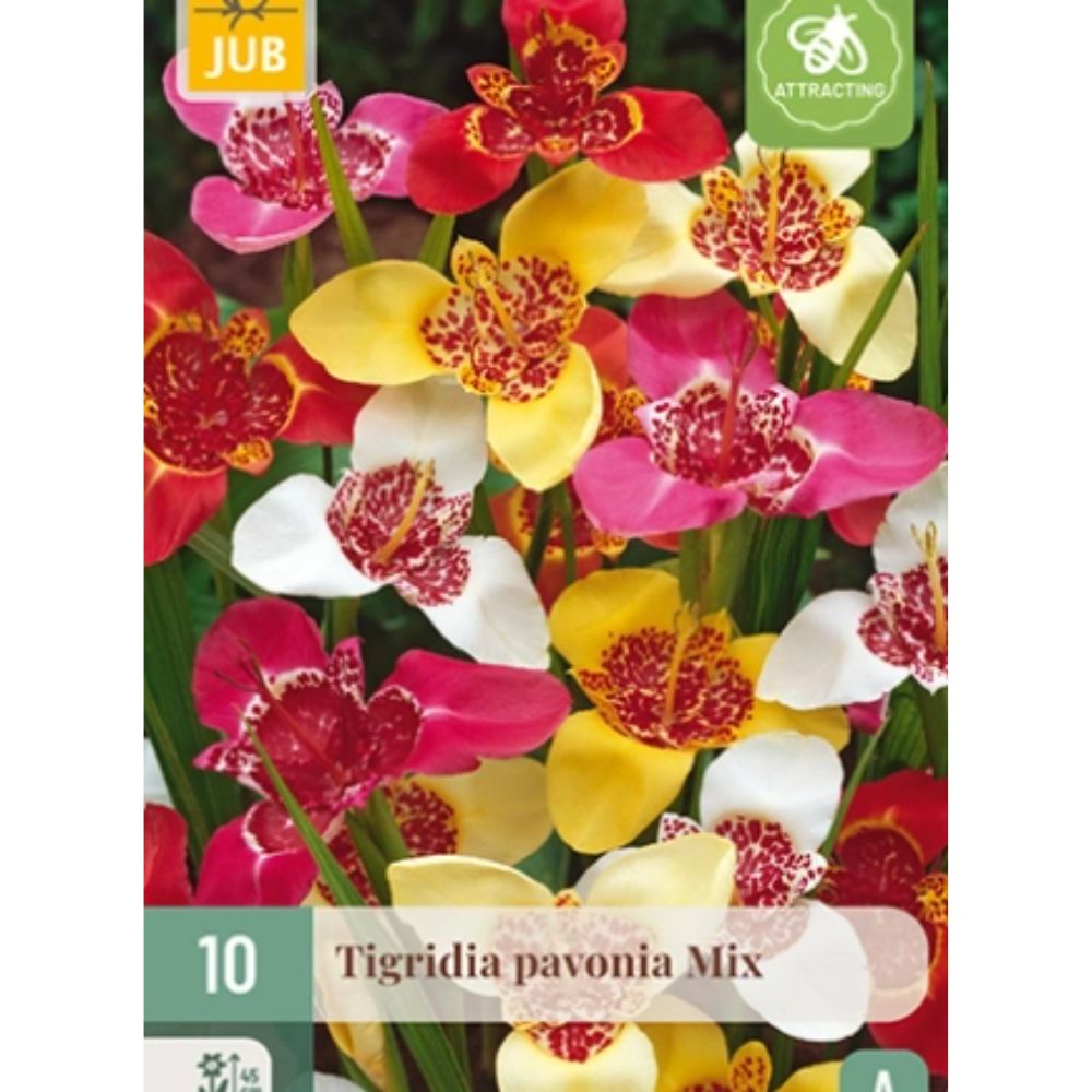 Eksotiske tigerblomster i mikspakke plantet i potte i solrikt miljø.