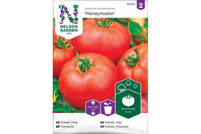 Klassisk tomatplante med jevne røde tomater, dyrket i drivhus eller friland