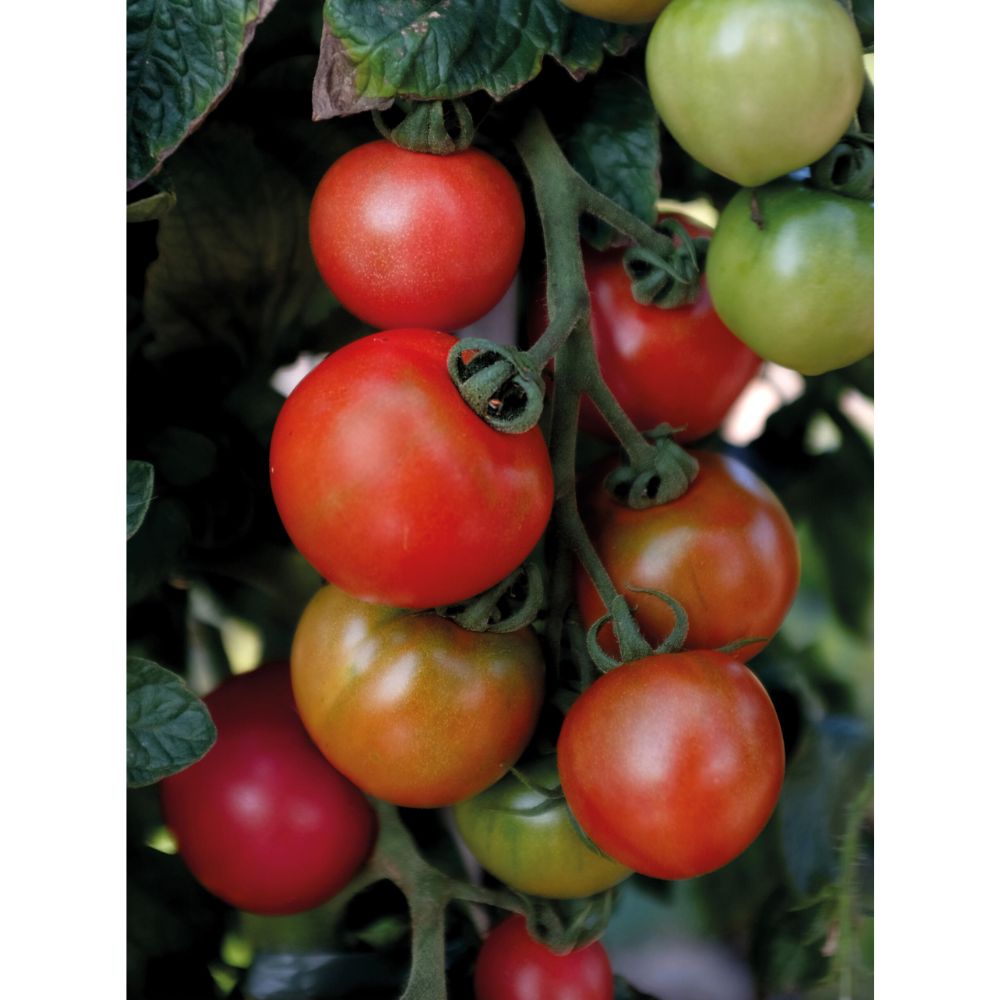 Klassisk tomatplante med middels store røde tomater til salat