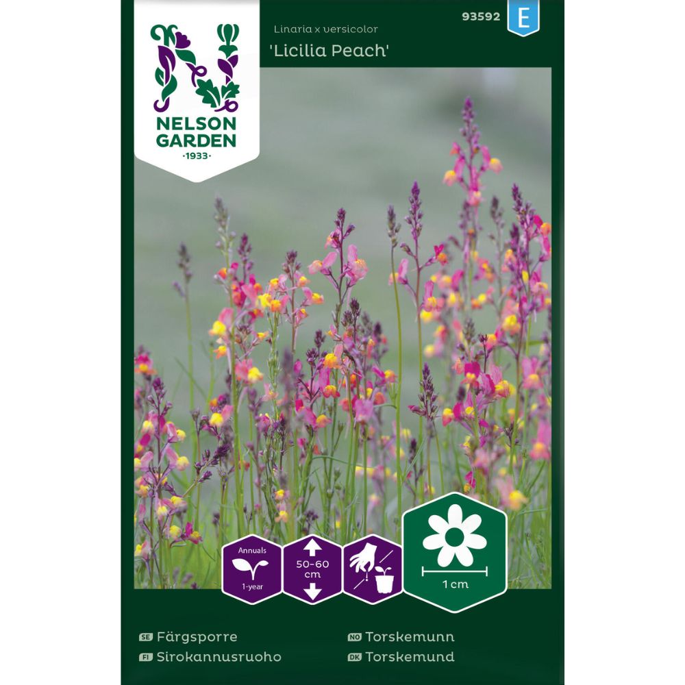Torskemunn Licilia Peach med ferskenfargede blomster i blomsterbed