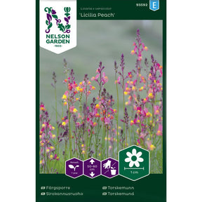Torskemunn Licilia Peach med ferskenfargede blomster i blomsterbed