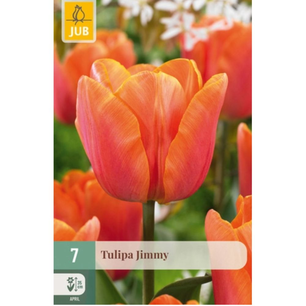 Triumftulipan ‘Jimmy’ med varme blomster i oransje og lakserosa nyanser