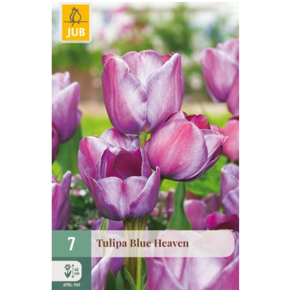 Flerblomstret tulipan ‘Blue Heaven’ – lilla | 7 blomsterløk