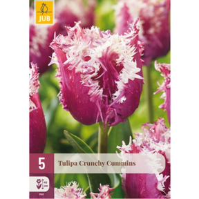 Frynset tulipan ‘Crunchy Cummins’ med lavendellilla blomster og hvite kanter