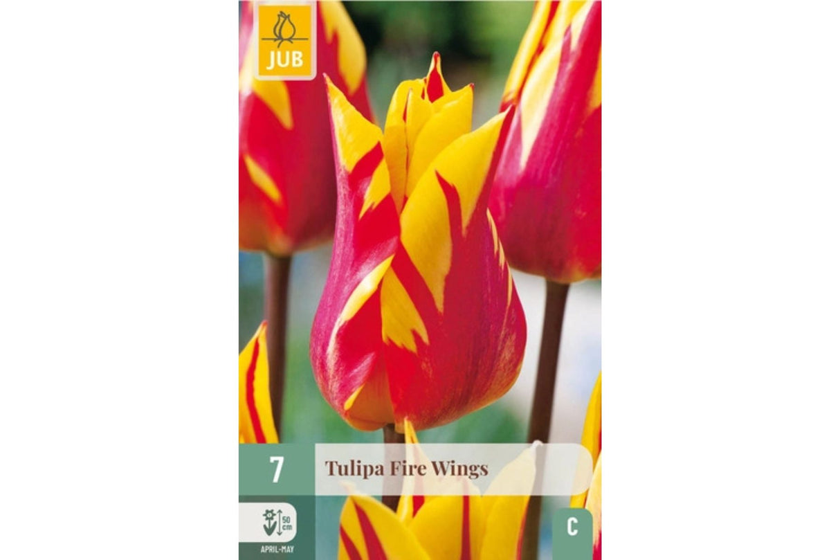 Tulipan ‘Fire Wings’ – Liljeblomstrende tulipan i ildrød og gul flamme (7 løk)