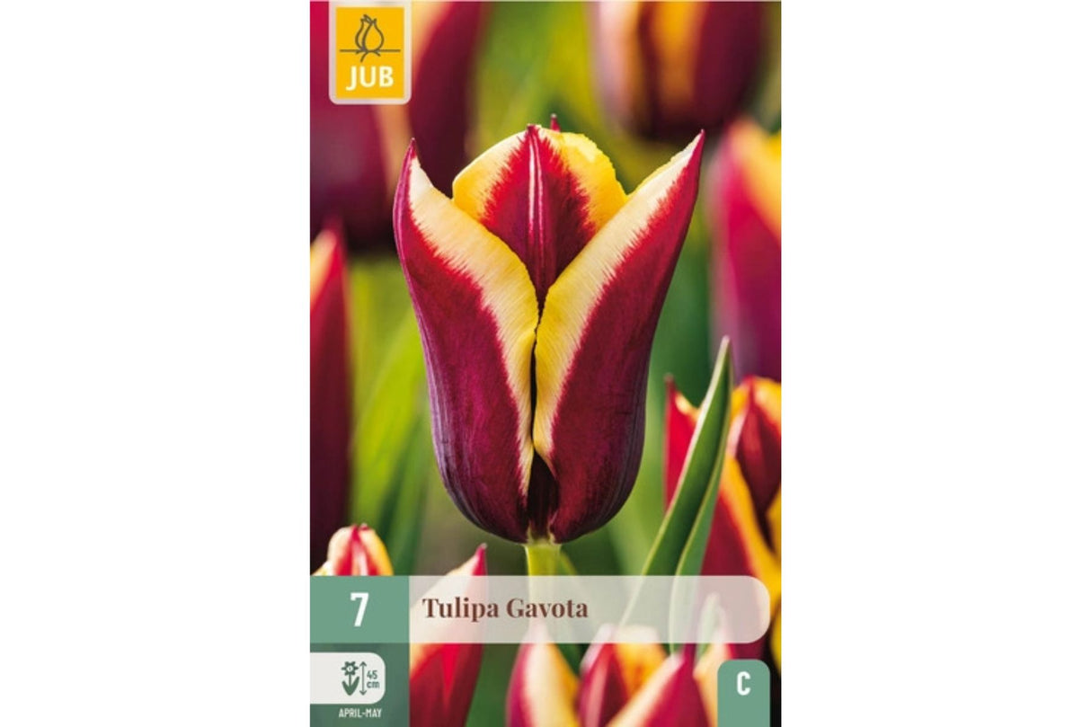 Tulipan ‘Gavota’ – Triumftulipan med rødbrune blomster og kremgule kanter (7 løk)