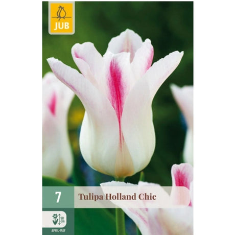 Liljeblomstrende tulipan ‘Holland Chic’ med kremhvite og rosa kronblader
