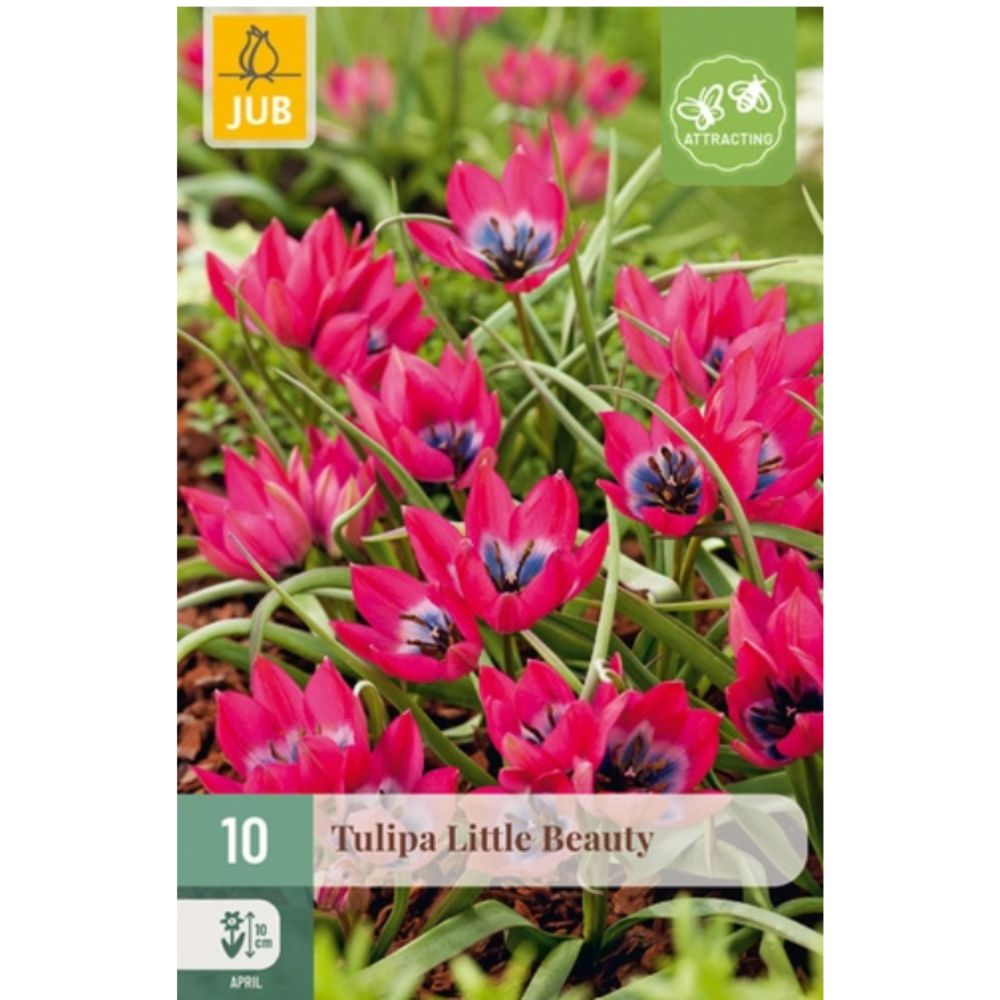 Botanisk tulipan ‘Little Beauty’ med rosa-røde blomster og blått og hvitt sentrum