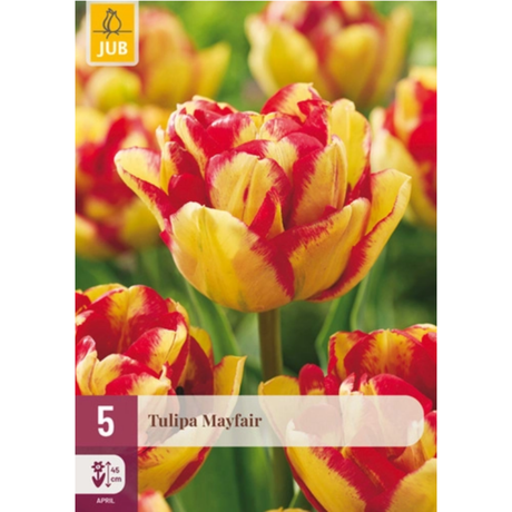 Dobbel tulipan ‘Mayfair’ med tett fylte solgule blomster og røde kanter