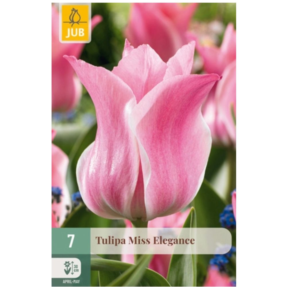 Tulipan ‘Miss Elegance’ – sterk rosa | 7 blomsterløk