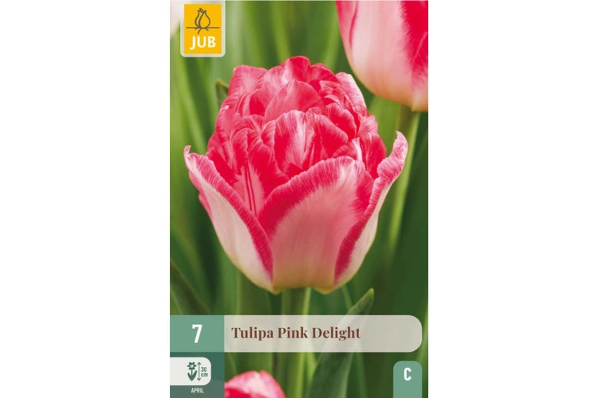 Tulipan ‘Pink Delight’ – Dobbel tidlig tulipan i rosa med kremhvite kanter (7 løk)