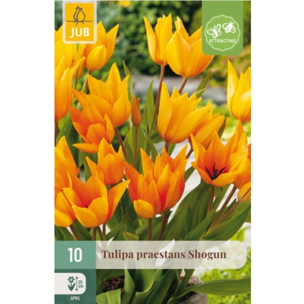 Botanisk tulipan ‘Praestans Shogun’ med flere lysoransje blomster på hver stilk