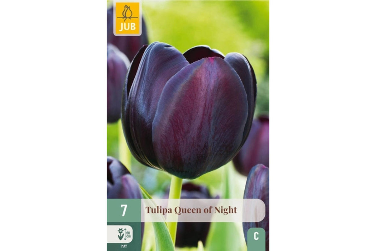 Tulipan ‘Queen of Night’ – Mørk og mystisk enkel sen tulipan (7 løk)