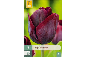 Mørk vinrød tulipan med elegant form, vist i blomstring