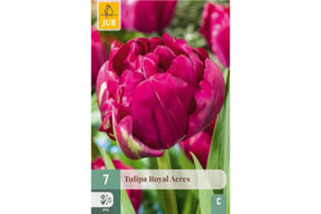 Dobbel purpurrød tulipan med sølvskjær og fyldige kronblader i blomstring