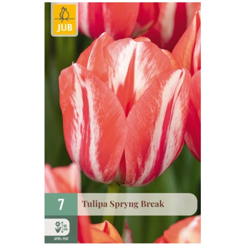 Darwinhybrid-tulipan ‘Spryng Break’ med røde og hvite flammemønstre