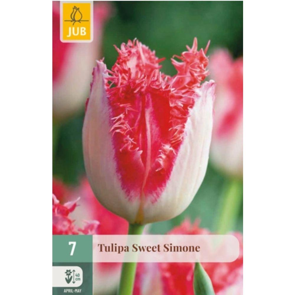 Frynset tulipan ‘Sweet Simone’ med kremhvite blomster og rosa kanter