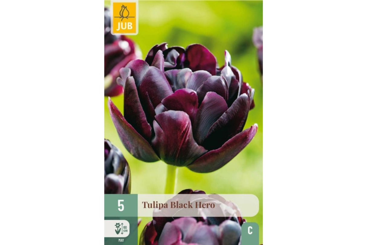 Tulipaner ‘Black Hero’ – Fløyelsmørk og fyldig pionlignende tulipan (5 blomsterløk)