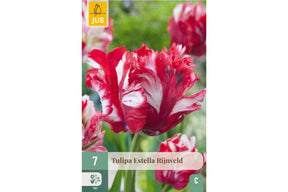 Papegøyetulipaner i rødt og hvitt med livlig, flikete blomsterform