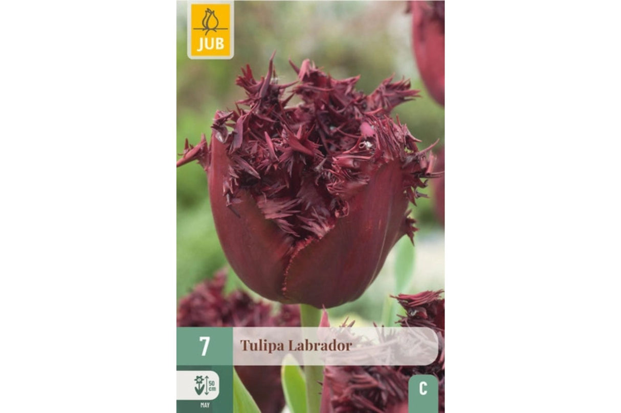 Tulipaner ‘Labrador’ – Dyp purpurfarget frynsetulipan (7 blomsterløk)