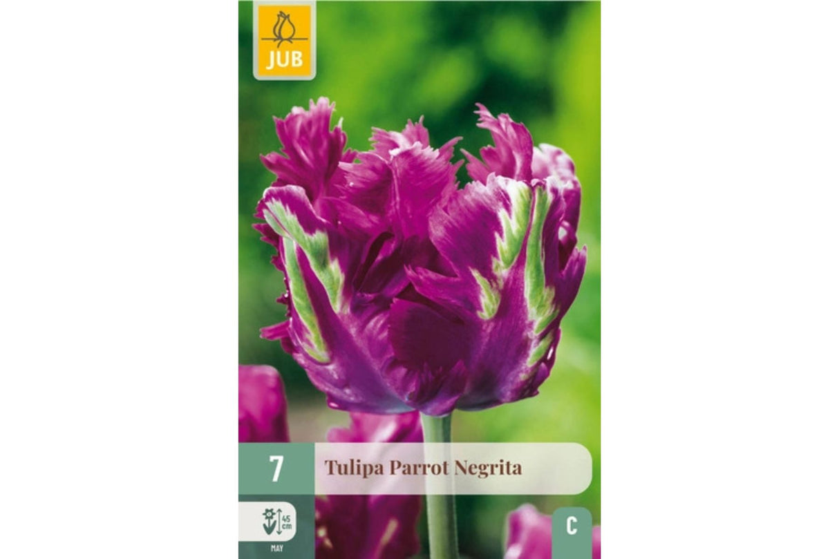 Tulipaner ‘Parrot Negrita’ – Lilla papegøyetulipan med dramatisk eleganse (7 blomsterløk)