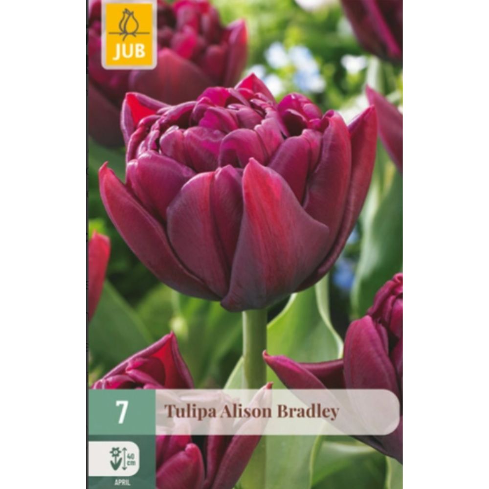 Tulipan ‘Alison Bradley’ med doble, pionlignende blomster i dyp purpurrød og lilla farge