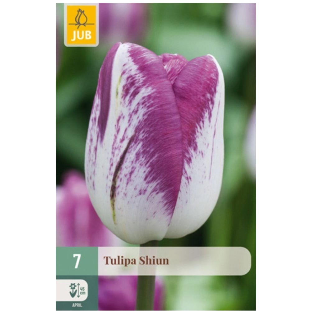 Triumftulipan ‘Shiun’ med kremhvite blomster og magenta- og purpurlilla kanter
