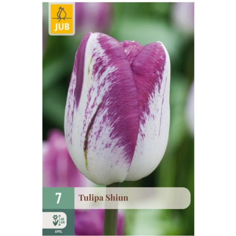 Triumftulipan ‘Shiun’ med kremhvite blomster og magenta- og purpurlilla kanter
